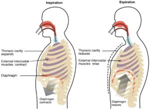 How Does the Respiratory System Maintain Homeostasis? - Elder VIP