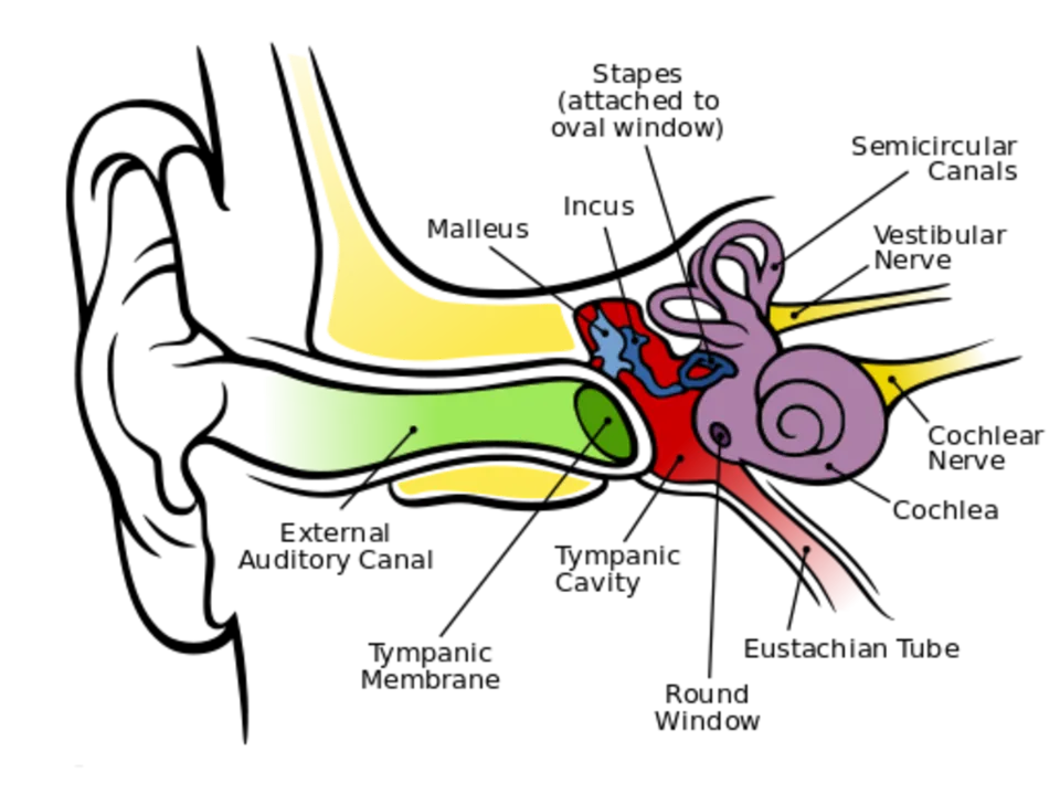 Ear Maintain Balance: Things You Must Know