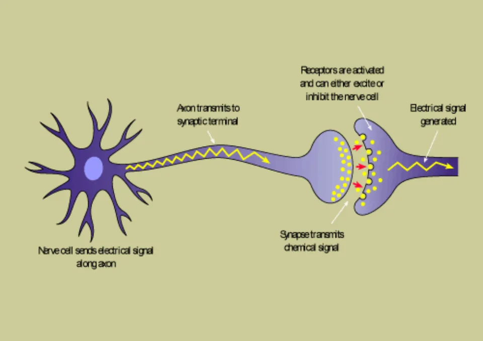 How Do Drugs Work? (Explained)