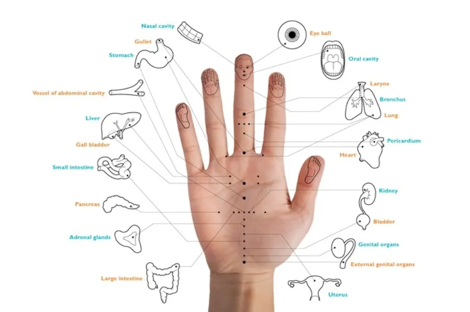 How Many Acupuncture Points Are There? (Solved)