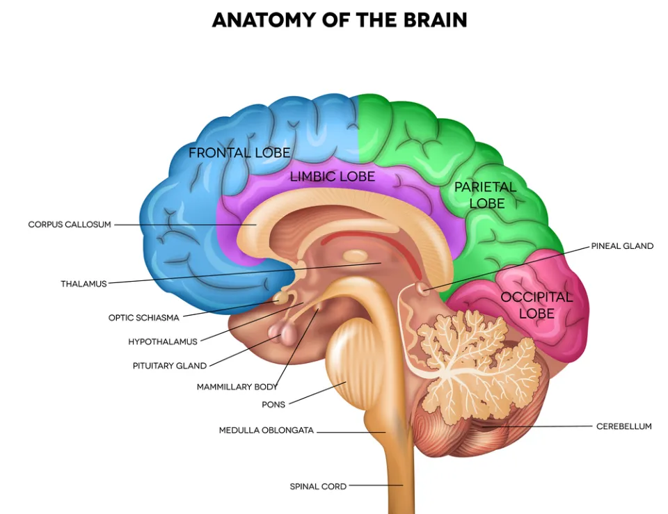 What is the Nervous System and How Does it Work? (Part 1) - The Apprentice  Doctor