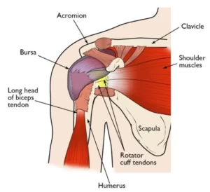 A Complete Guidance of Knee & Hip & Shoulder Replacement (2023)