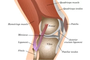 A Complete Guidance of Knee & Hip & Shoulder Replacement (2023)