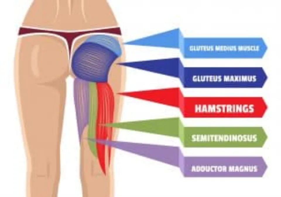 How Long Does It Take To Fix Glute Amnesia? Weeks